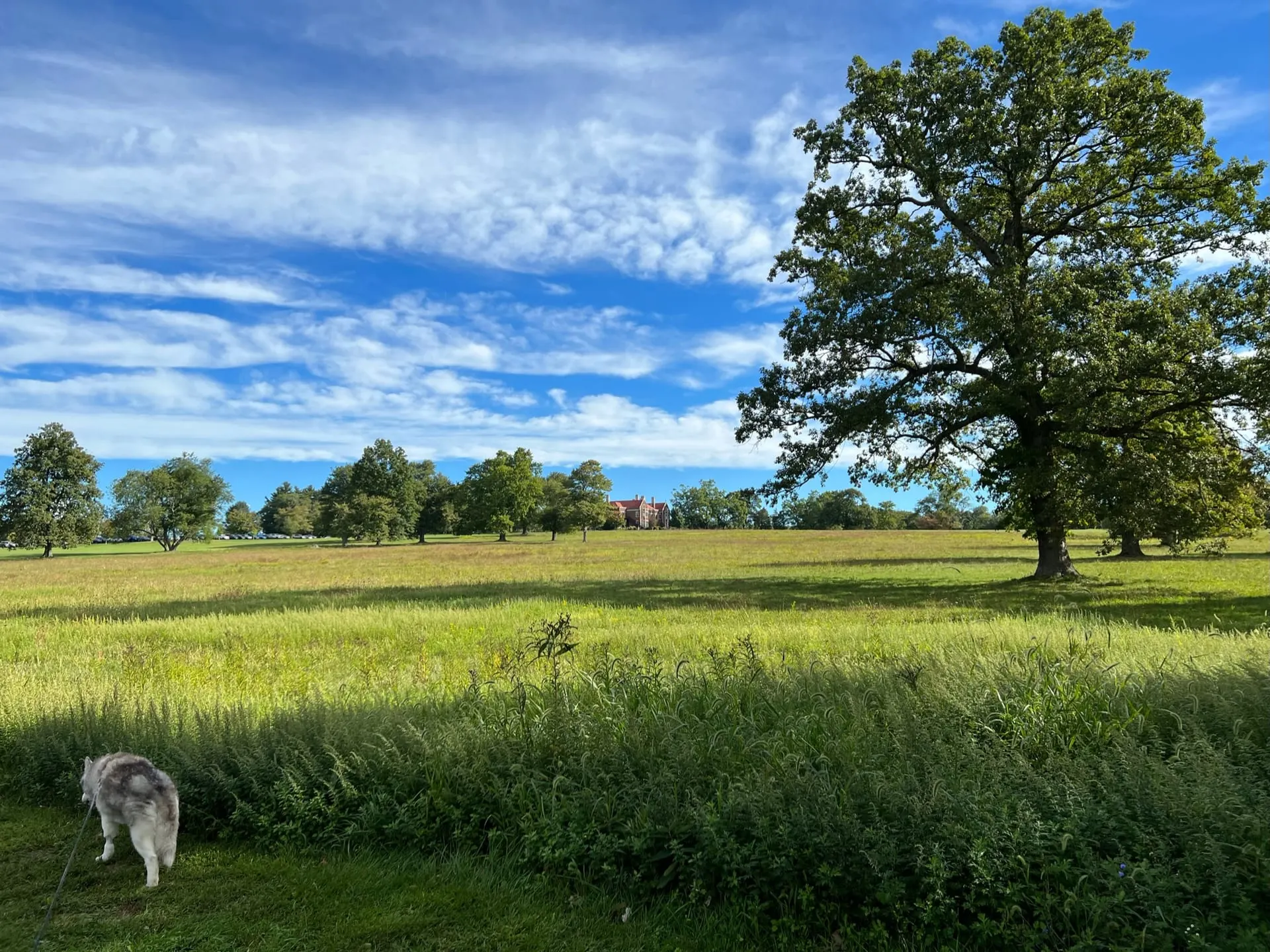Scenic view of Connecticut landscape where dogs walk
