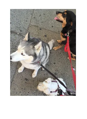 Dog boarding at Walkabout For Dogs