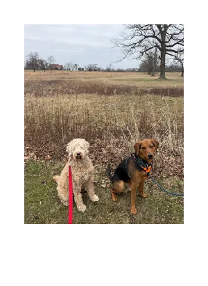 In-home dog boarding in Norwalk, CT