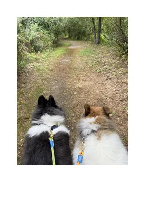 Walkabout For Dogs out on a walk in Norwalk