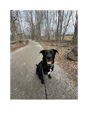 Small, calm dog boarding environment