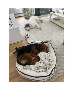 Comfortable home boarding for dogs in Norwalk