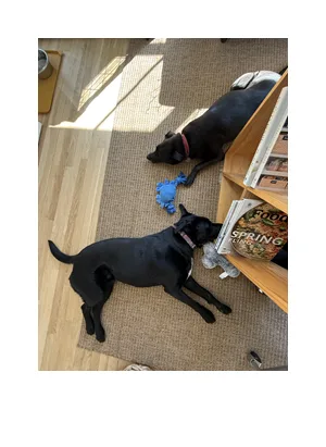 In-home dog boarding in Norwalk, CT
