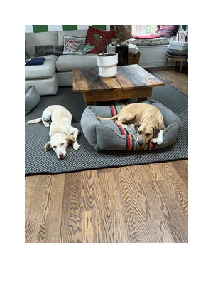 In-home dog boarding in Norwalk, CT