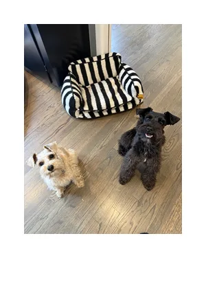 In-home dog boarding in Norwalk, CT