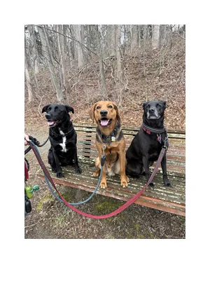 In-home dog boarding in Norwalk, CT