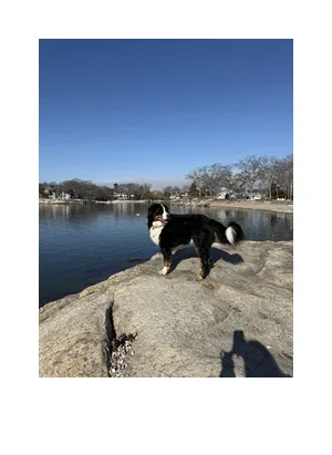 Small, calm dog boarding environment