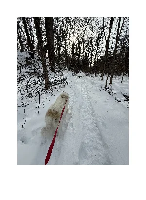 Dog walking at Walkabout For Dogs